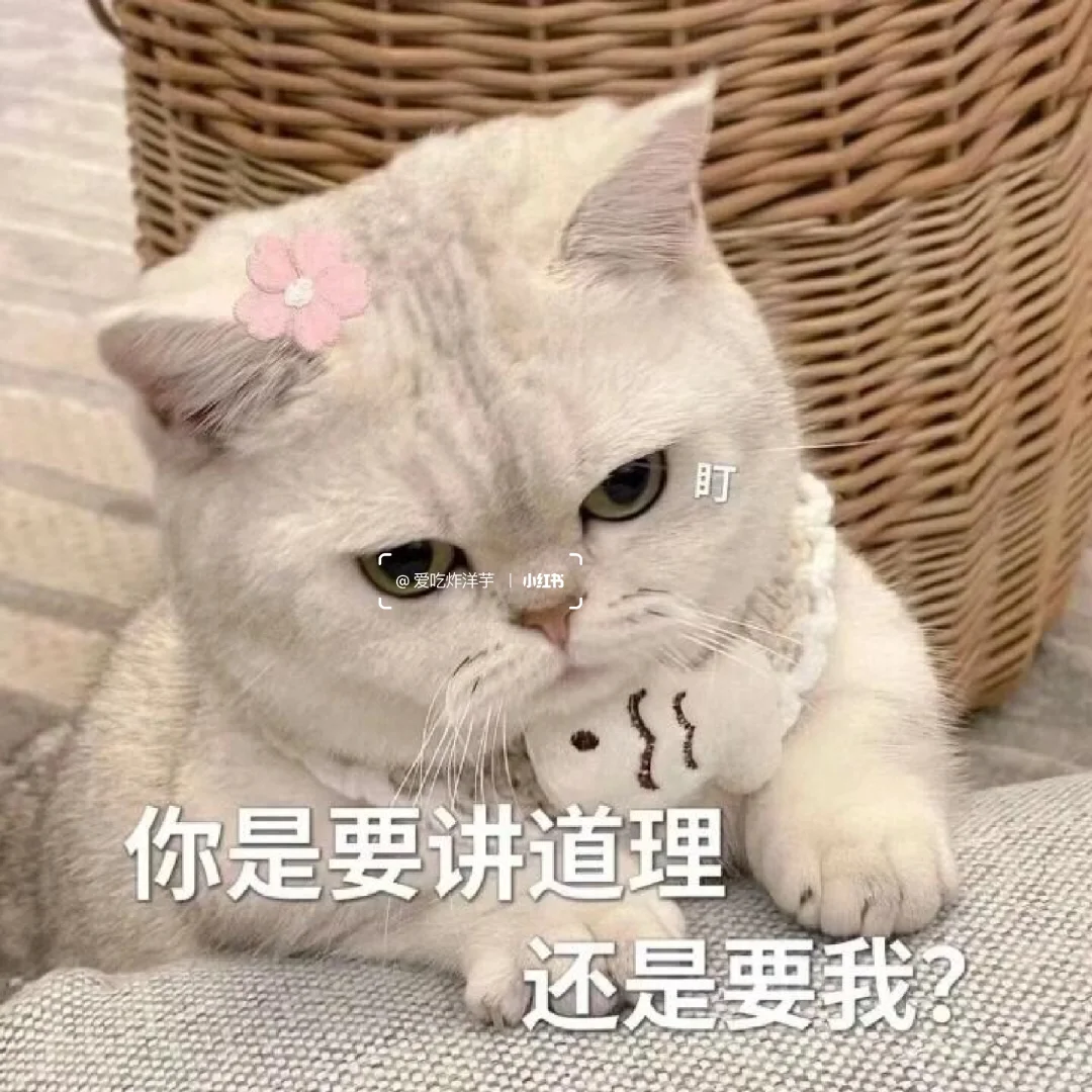 撩男朋友的猫咪表情包