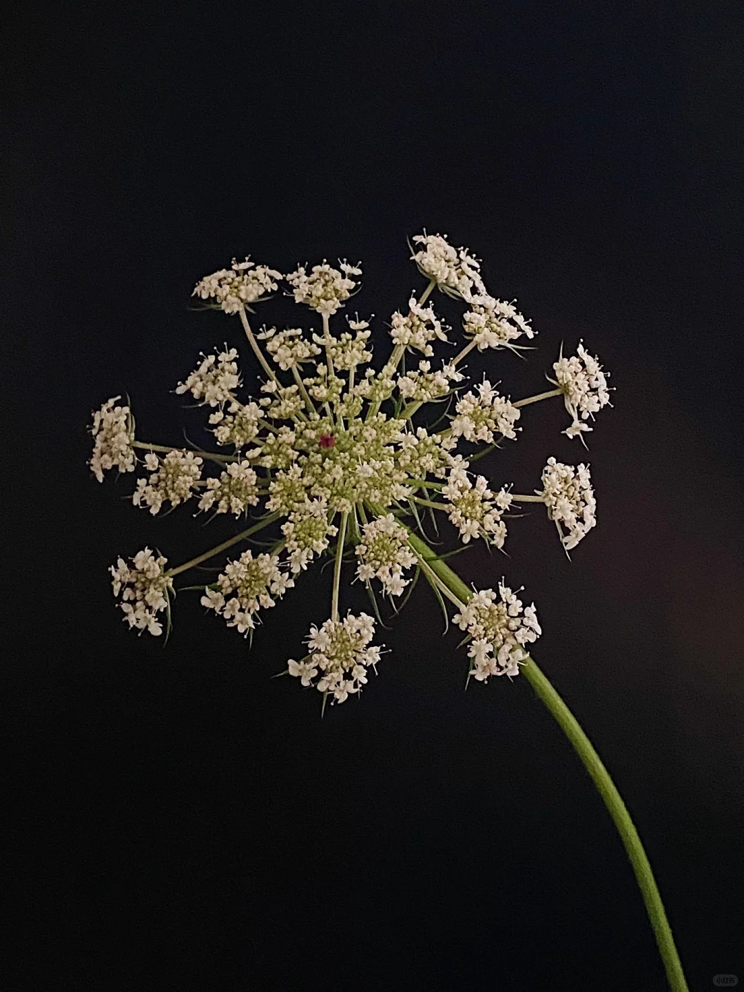 母亲节｜为她插一瓶蕾丝花??～