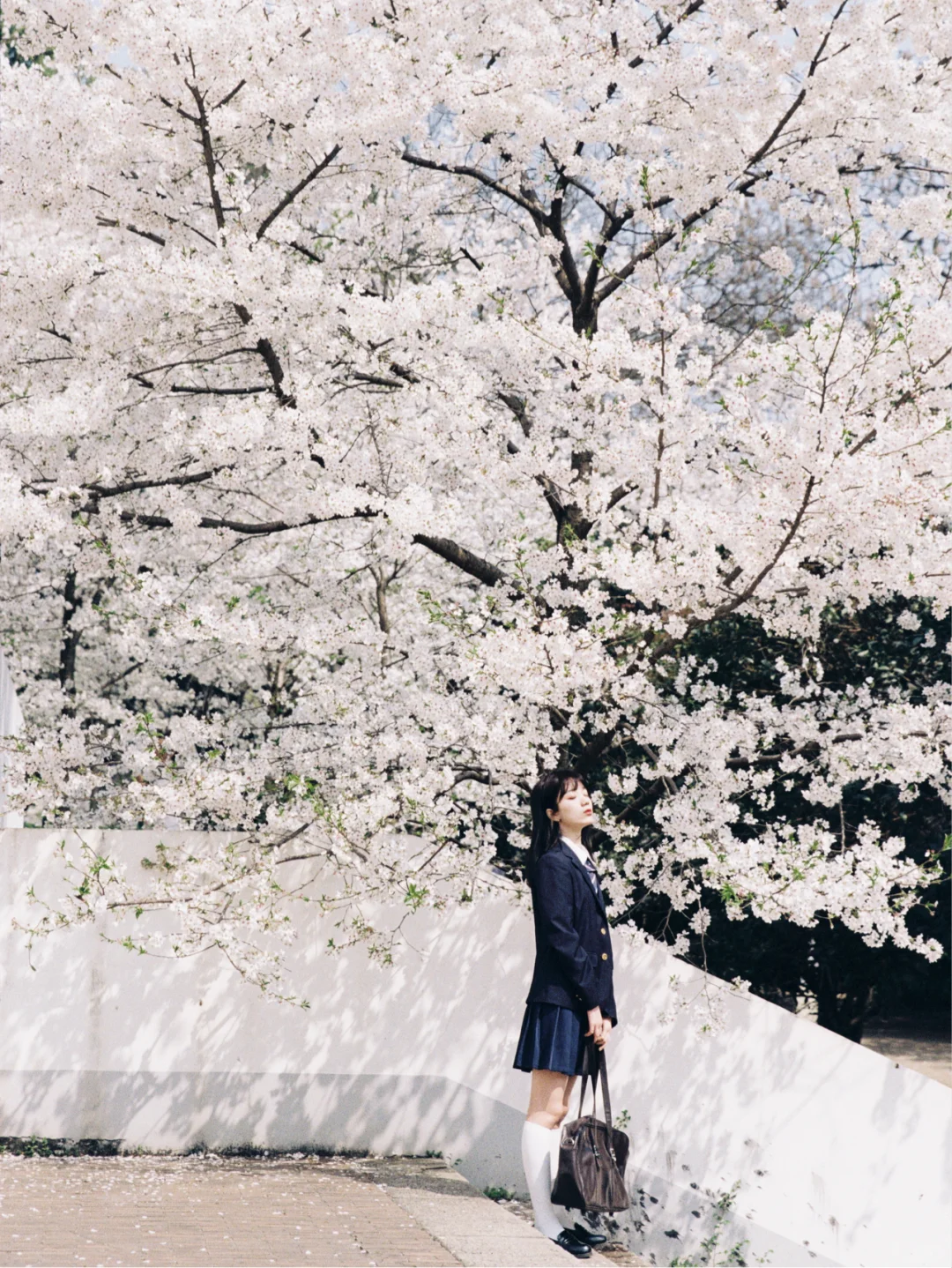 樱花胶片写真?jk制服和樱花更配哦！