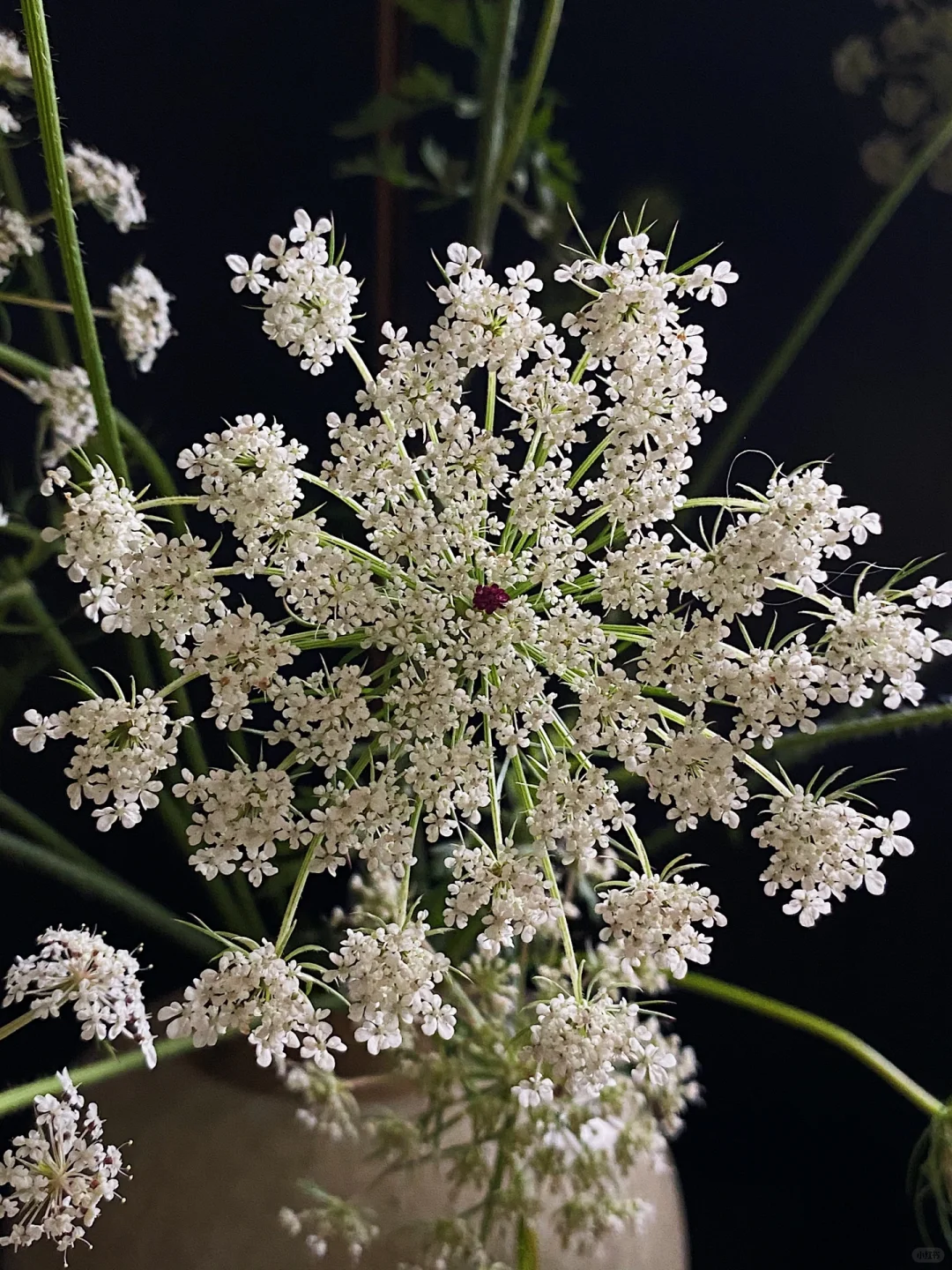 母亲节｜为她插一瓶蕾丝花??～