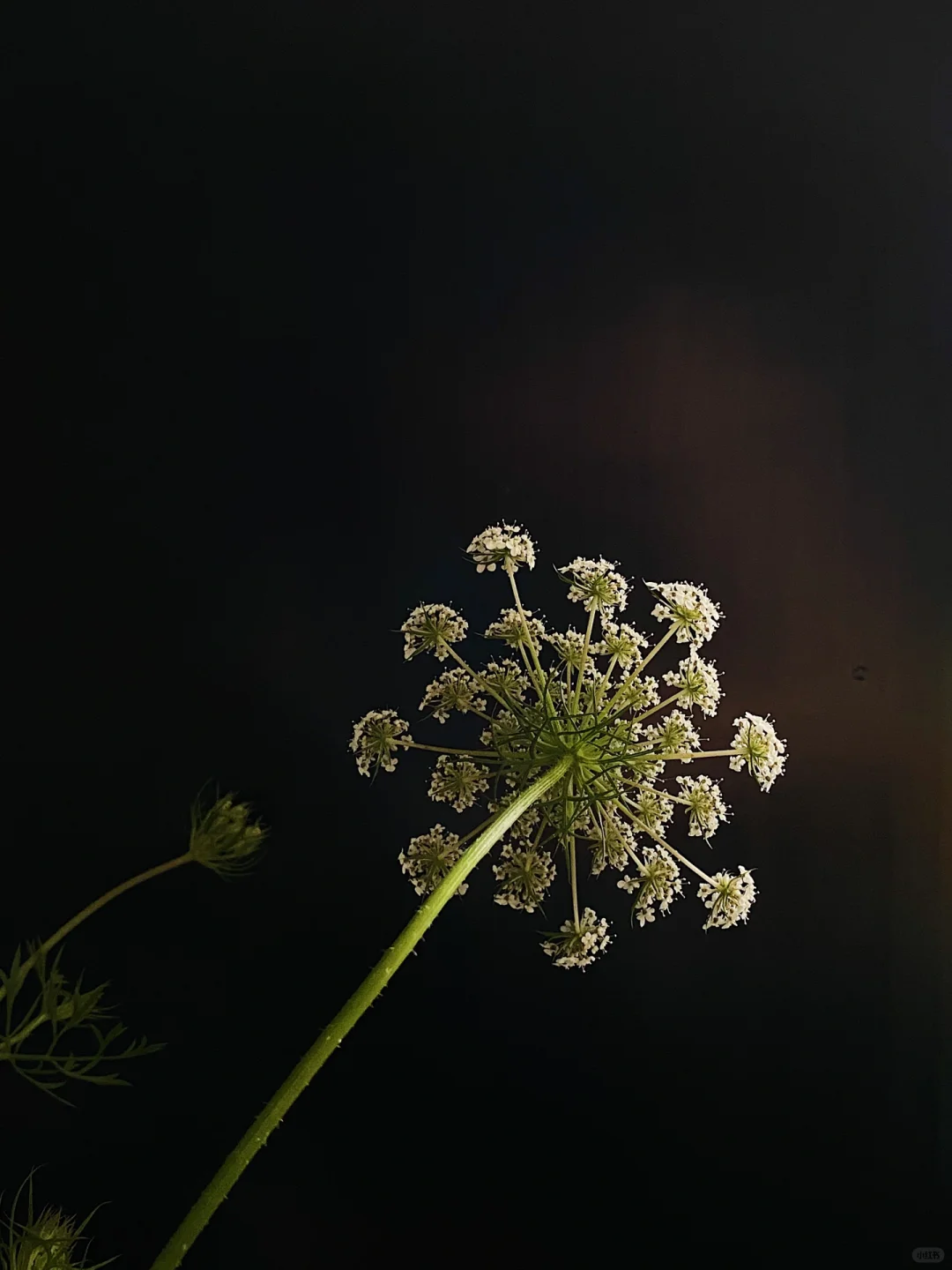 母亲节｜为她插一瓶蕾丝花🌿🤍～