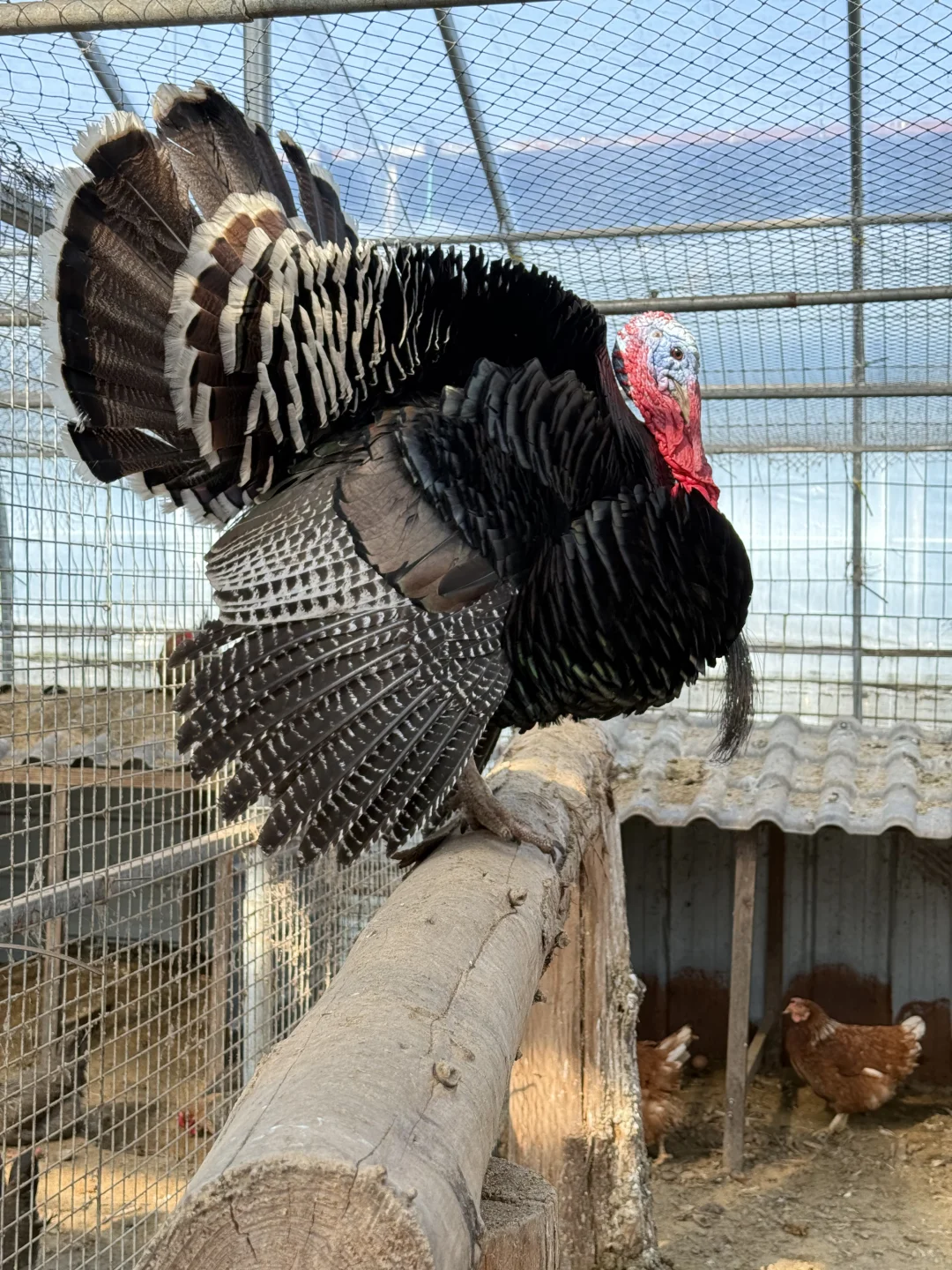 春天了有孔雀🦚开屏吗？找对象贴