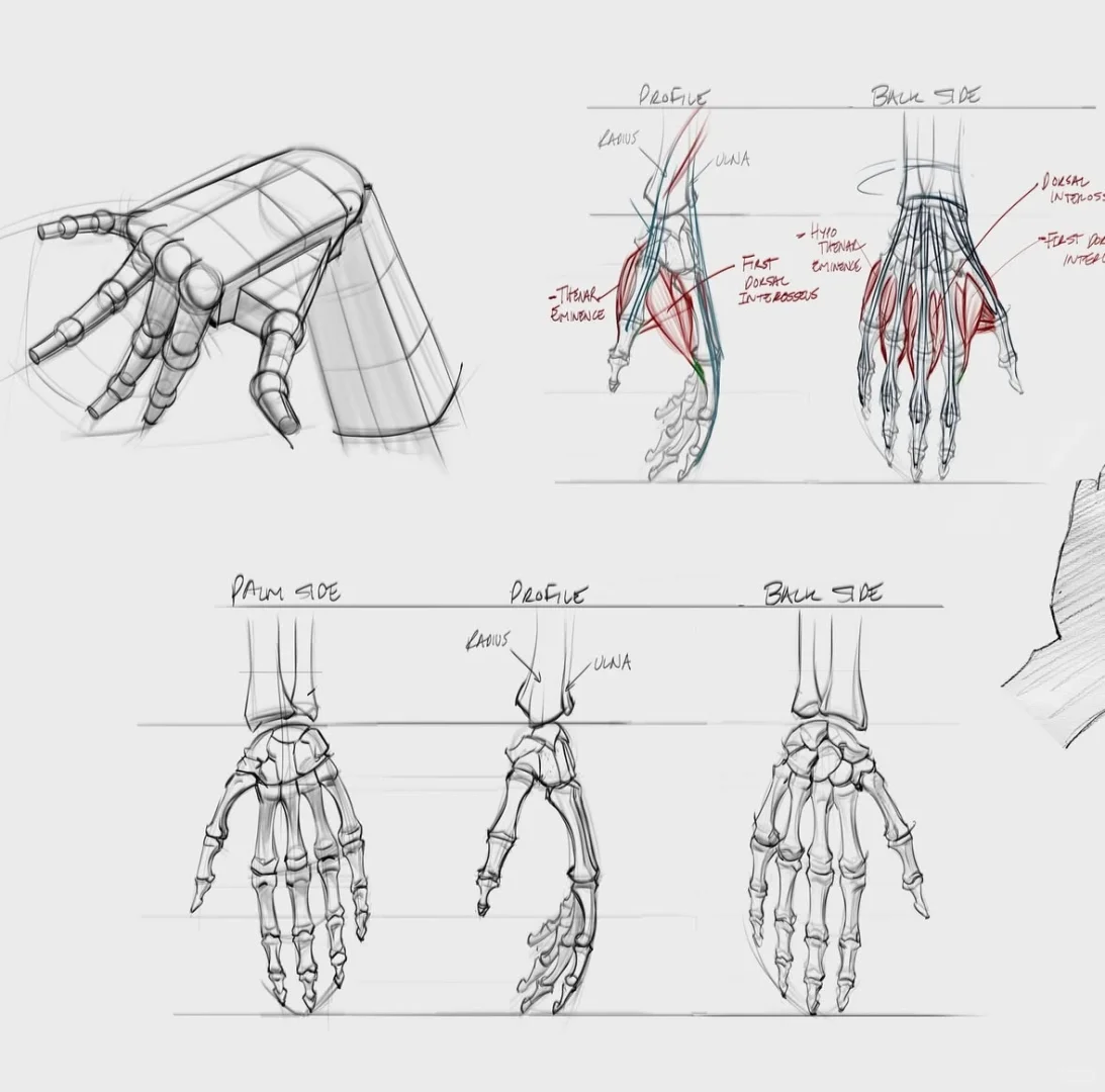 干货｜手部结构解析，透视分析