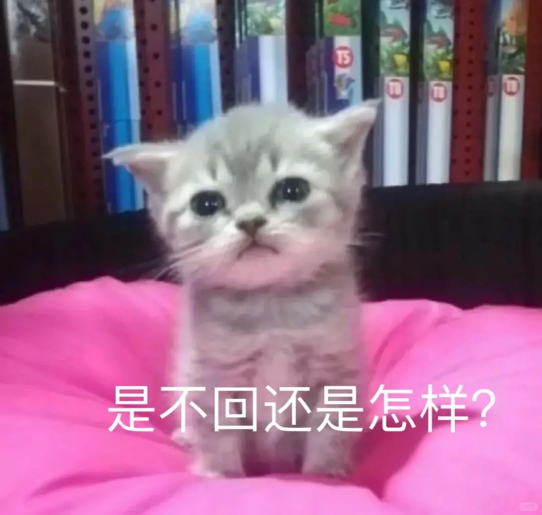 小猫撒娇表情包