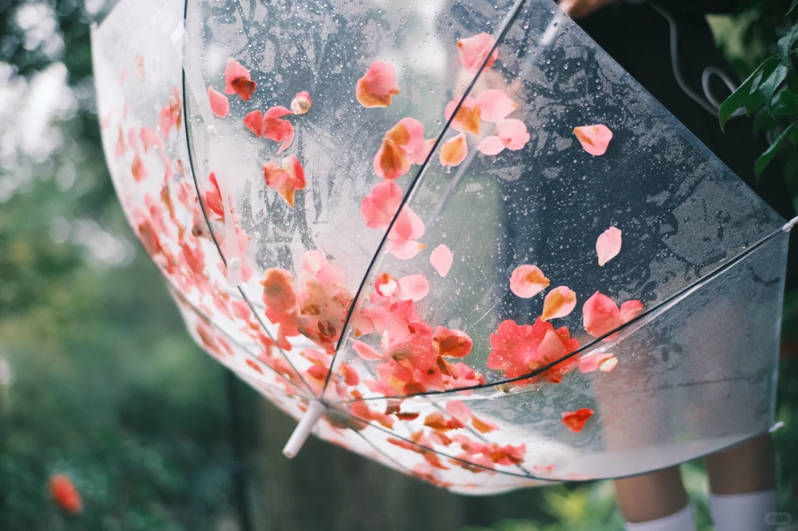 ?✨南宁金花茶公园雨天氛围感写真