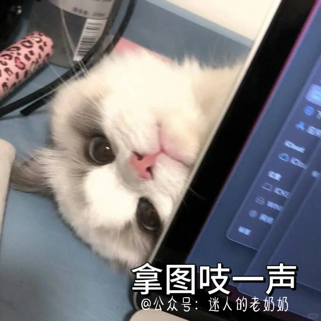 猫咪表情包又增加啦