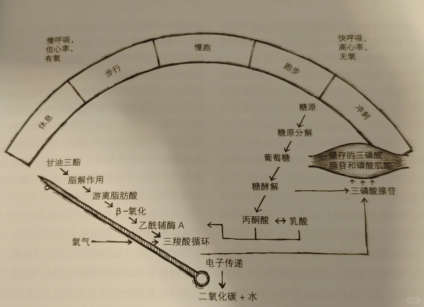 女孩子健身举铁的时候强度上不去