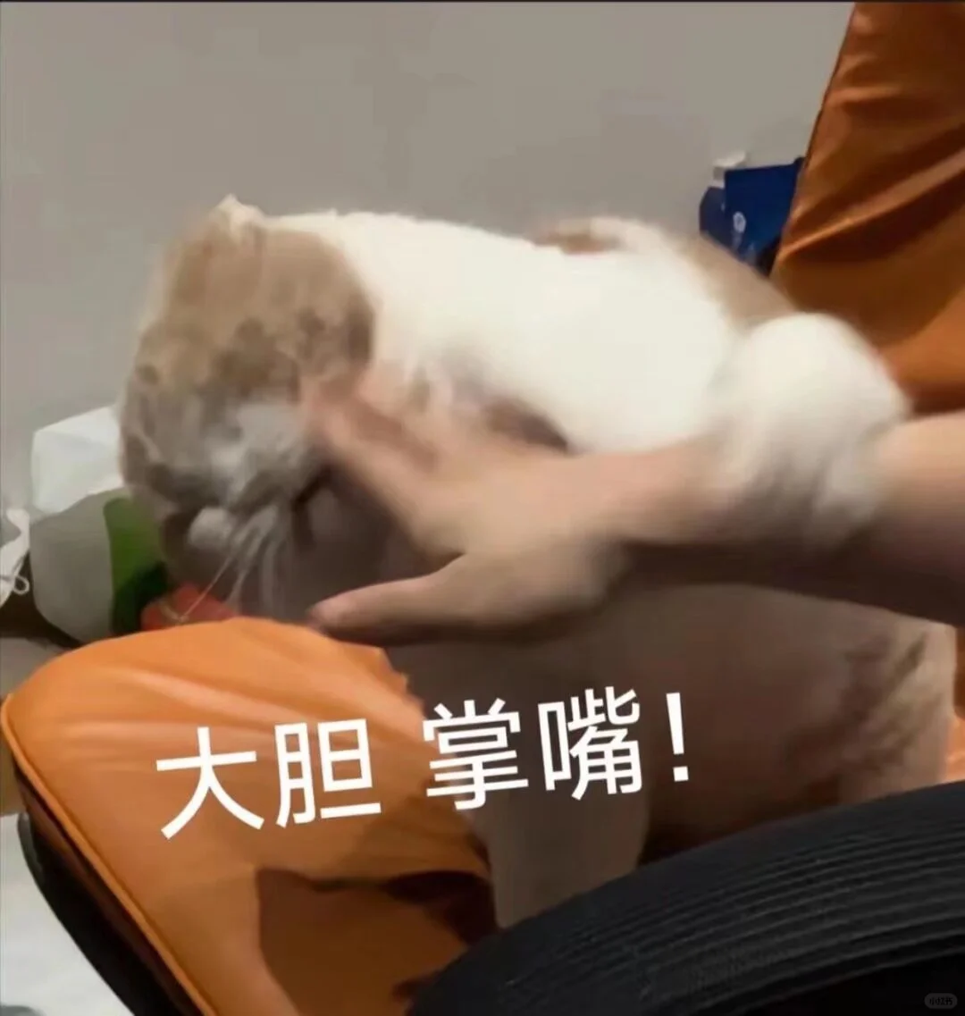 猫咪表情包