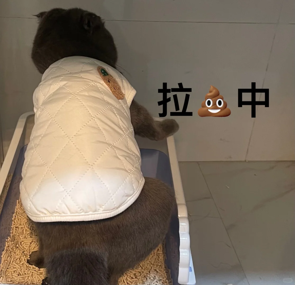 ee快来看猪崽表情包🐱