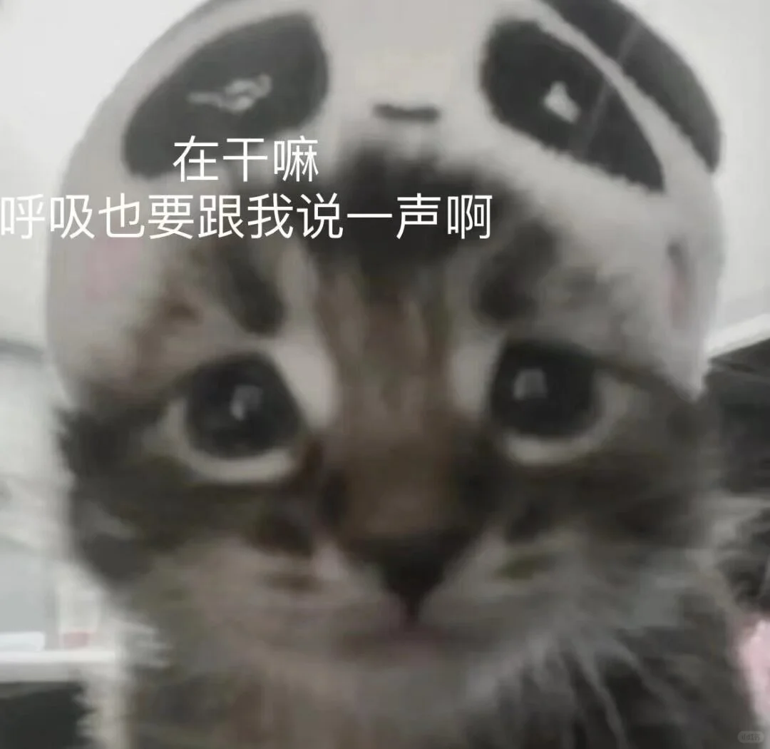 猫咪表情包