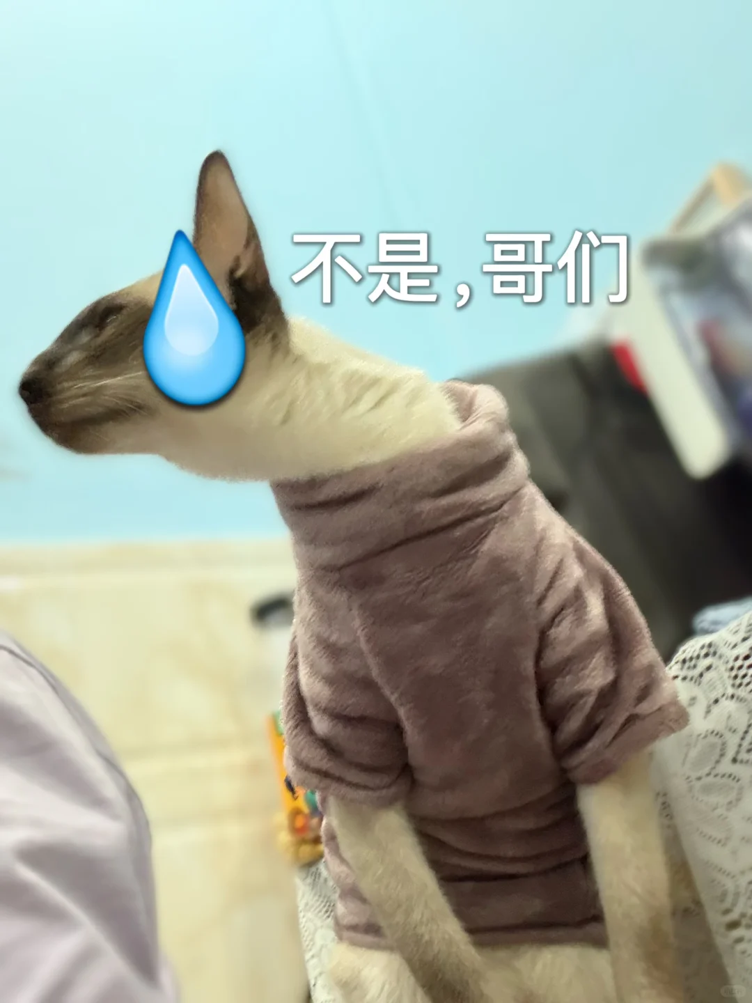 猫猫表情包分享来啦