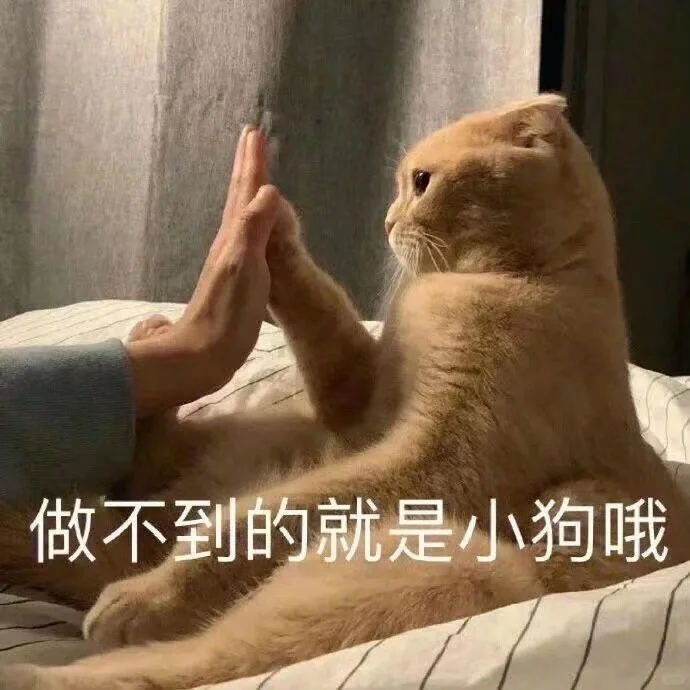 猫咪表情包