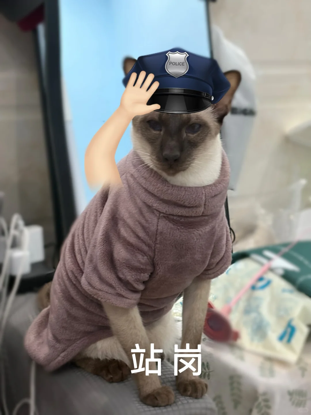 猫猫表情包分享来啦