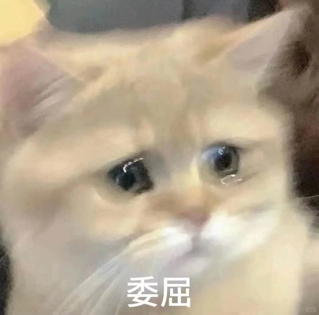 猫咪表情包