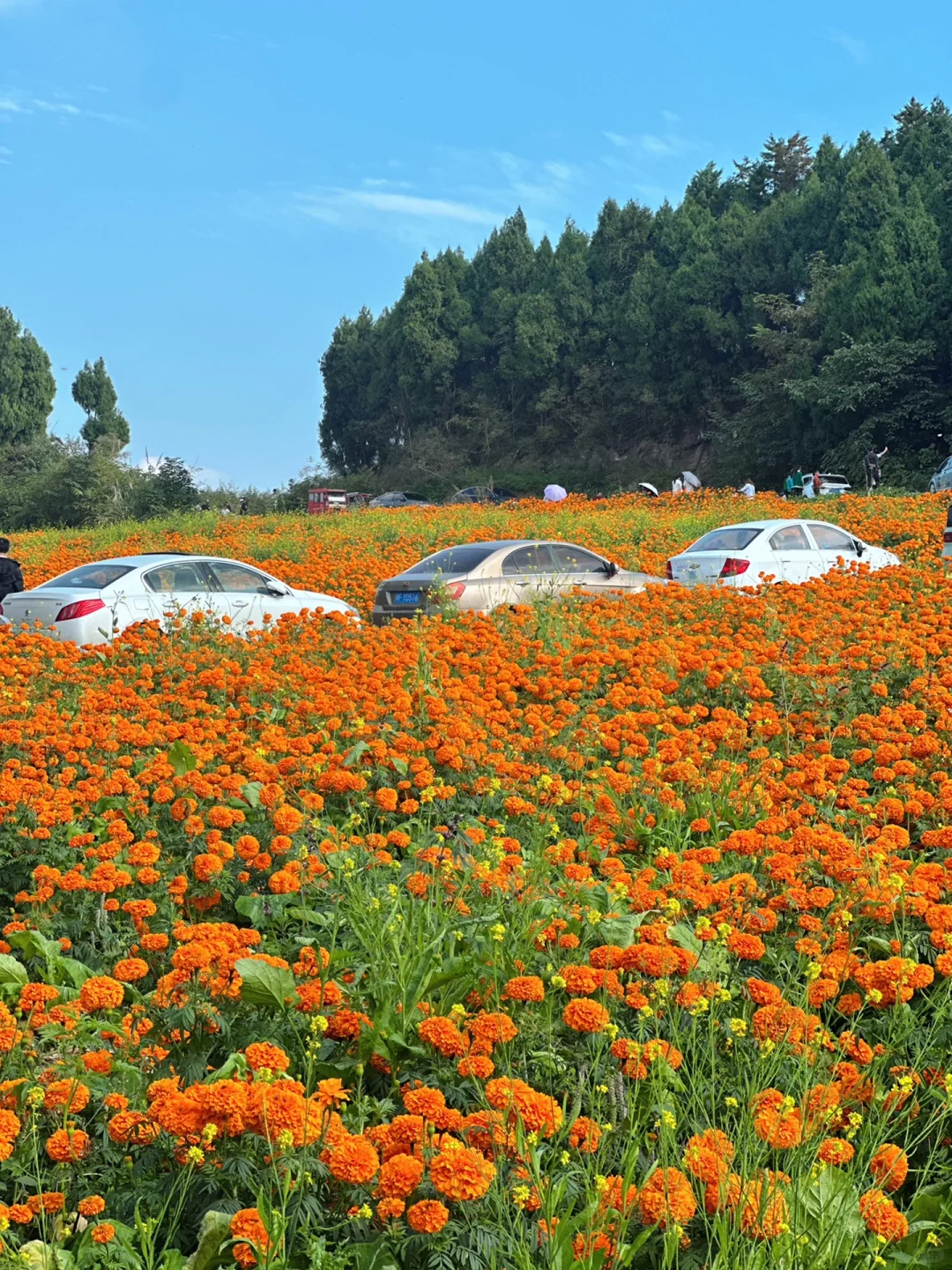 30+姐姐｜周末看花花🌼