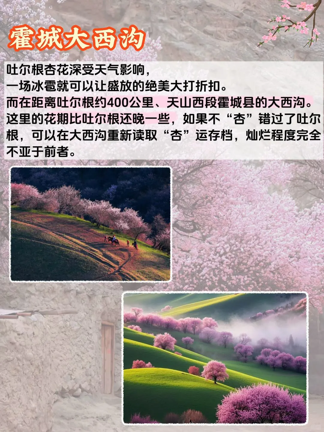 伊犁杏花季⚠️附观赏路线攻略，别被骗了‼️