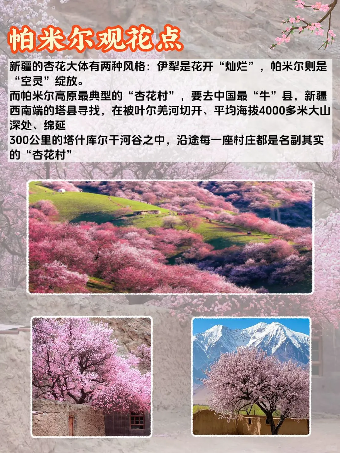 伊犁杏花季⚠️附观赏路线攻略，别被骗了‼️