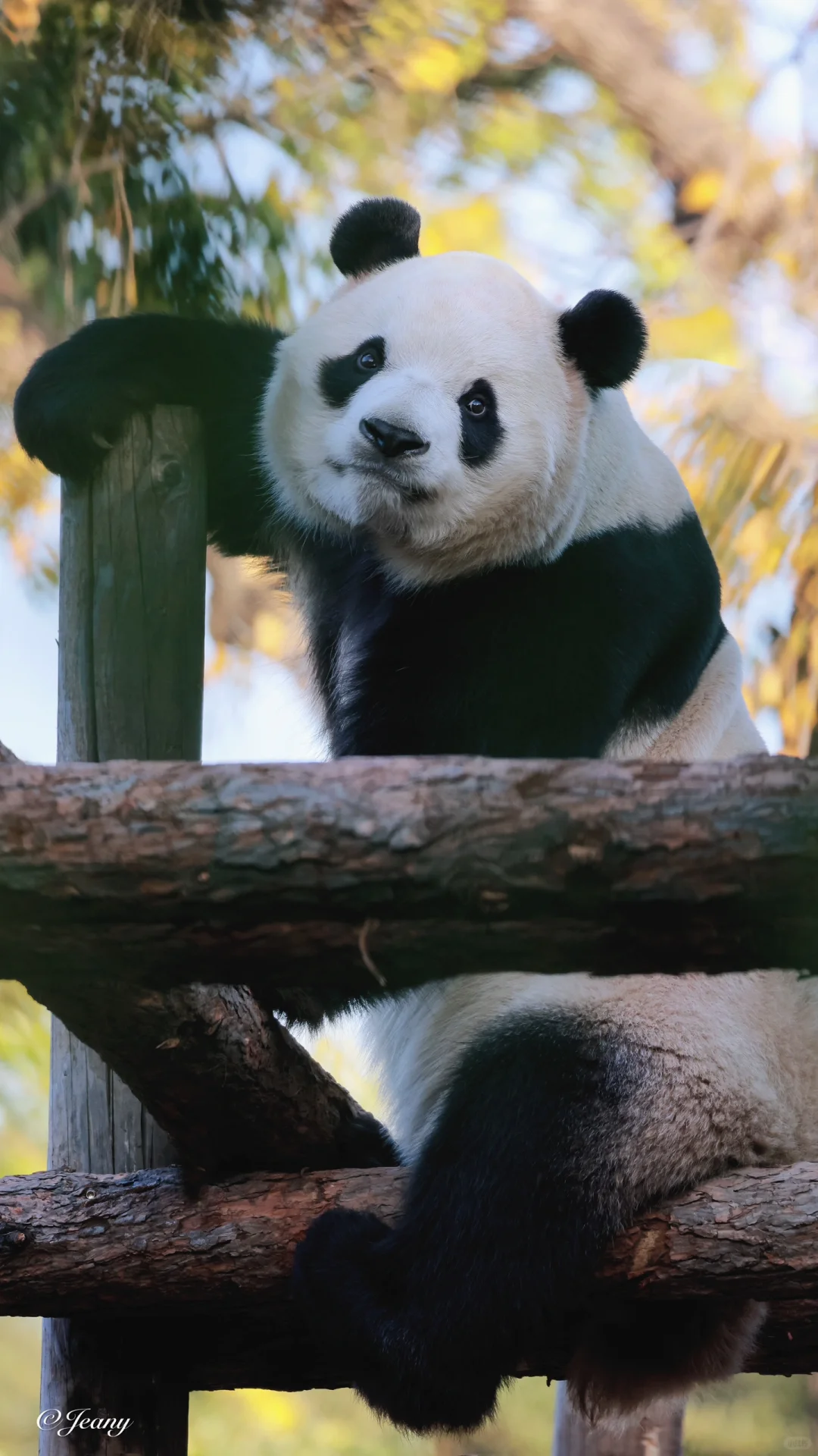 给福星胖大海?拍一套秋日午后的写真集?