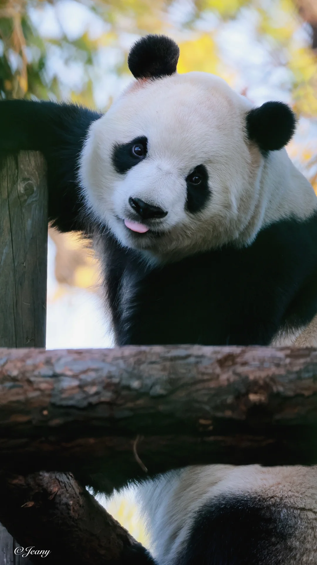 给福星胖大海?拍一套秋日午后的写真集?