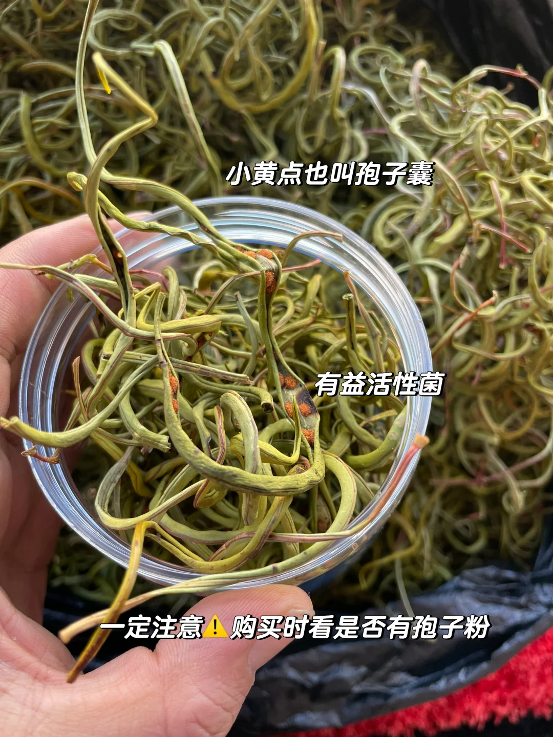 火出圈的天然小草，肾精茶，买给你的男盆友