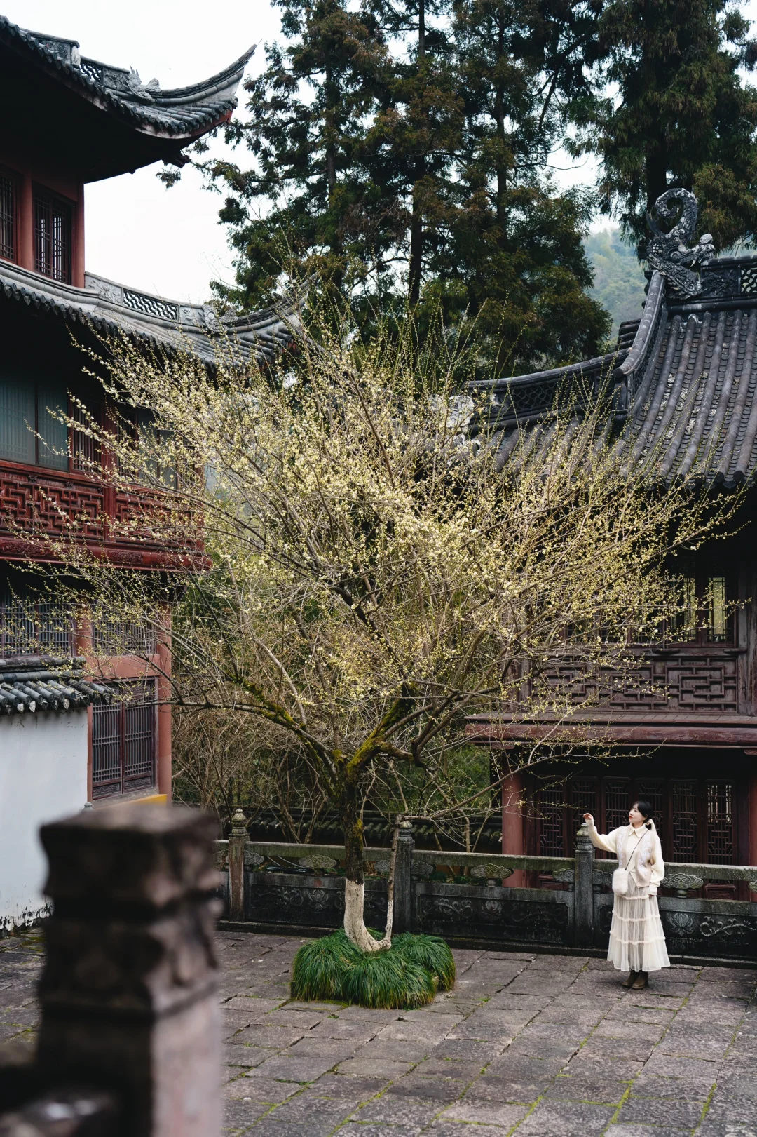 天台梅花不止国清寺 石梁古方广寺刚开始