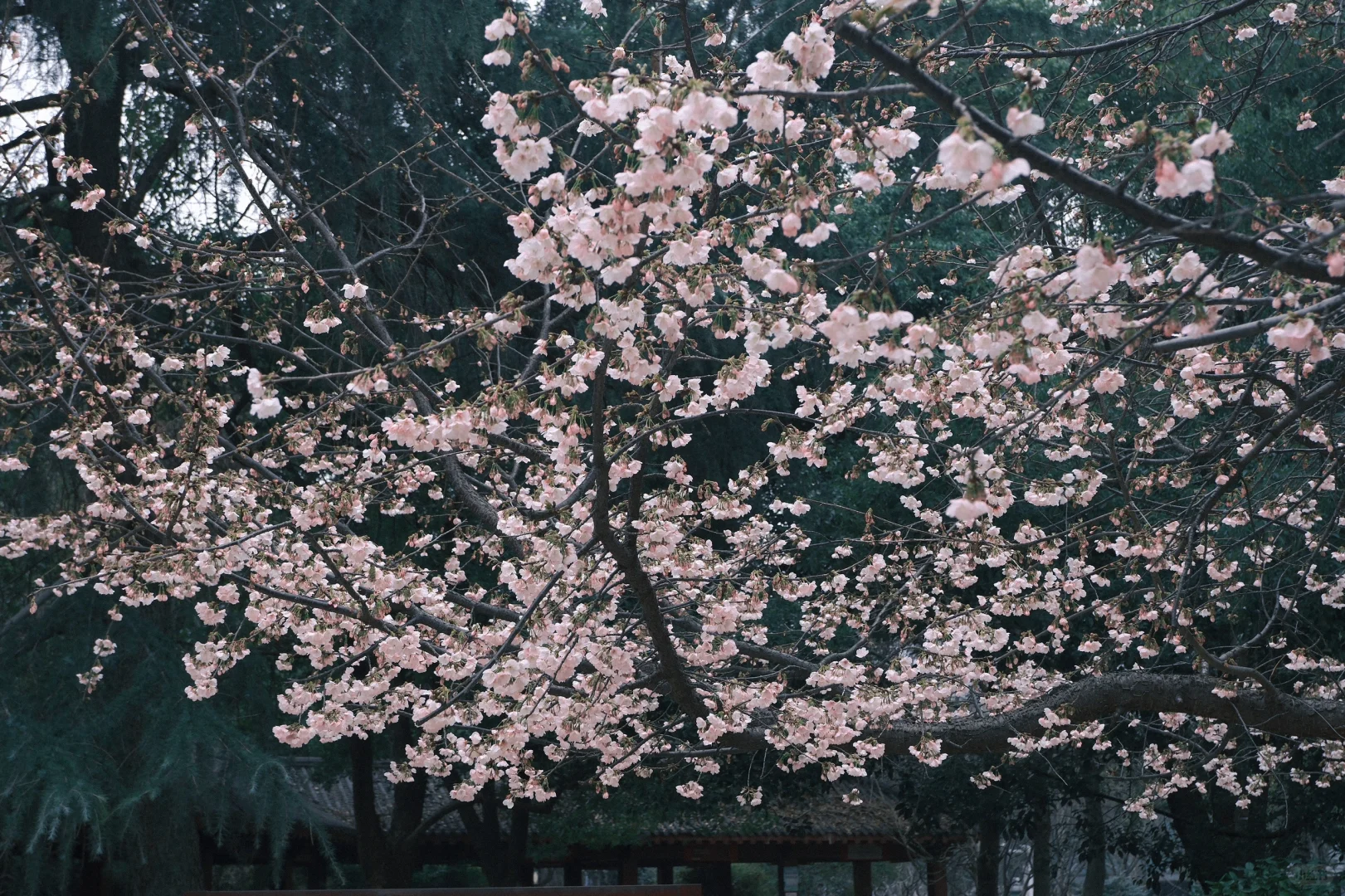 樱花拍照秘籍，春日氛围感拉满?