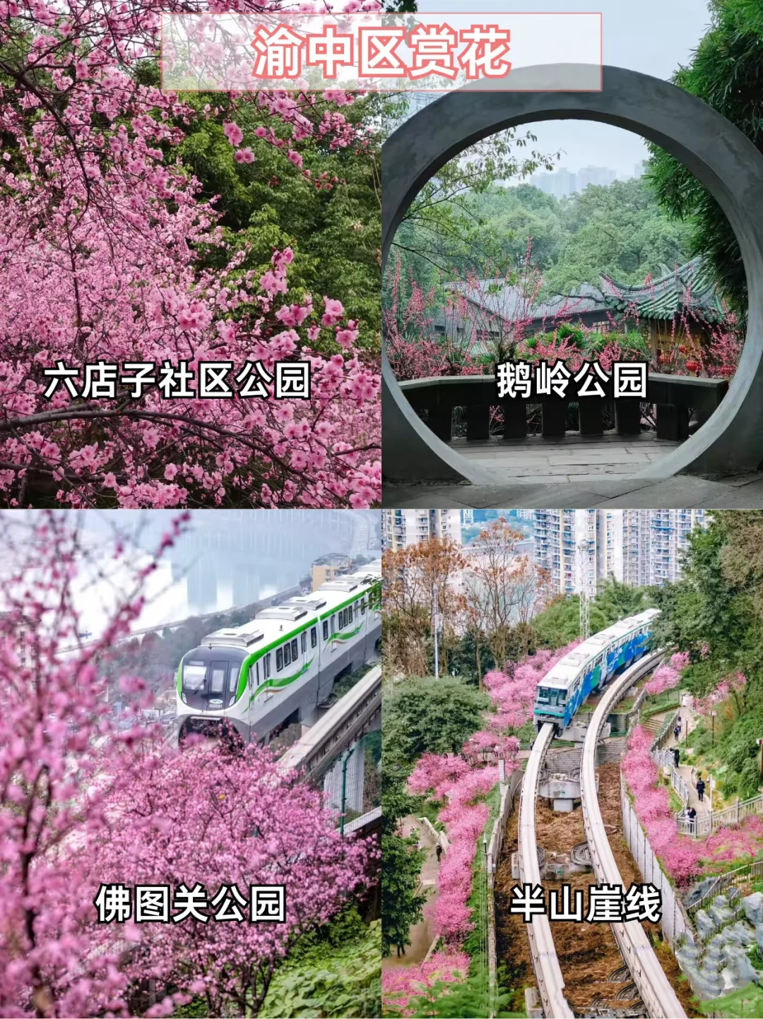 重庆主城赏花地?宝子们快打卡?