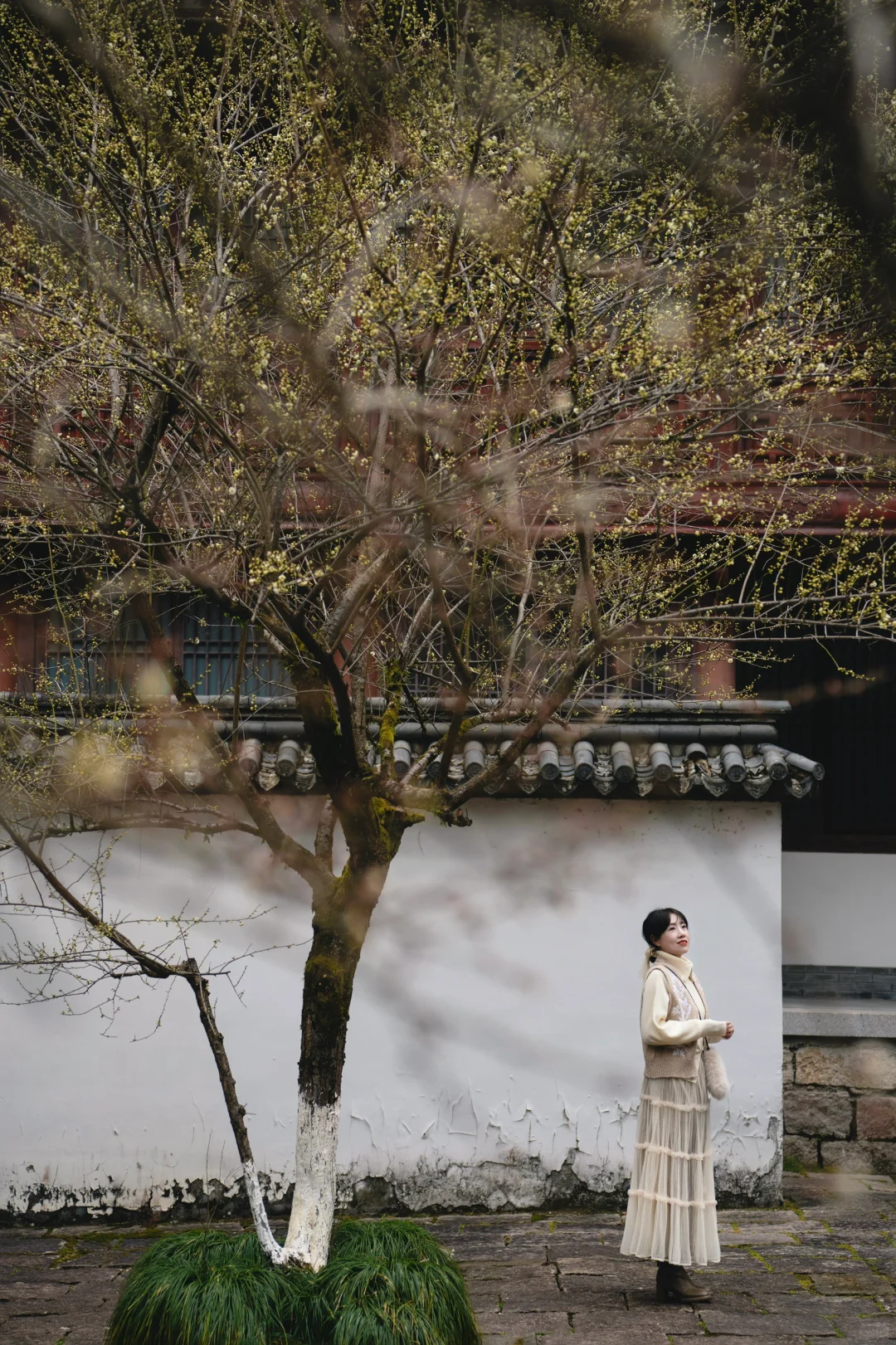 天台梅花不止国清寺 石梁古方广寺刚开始