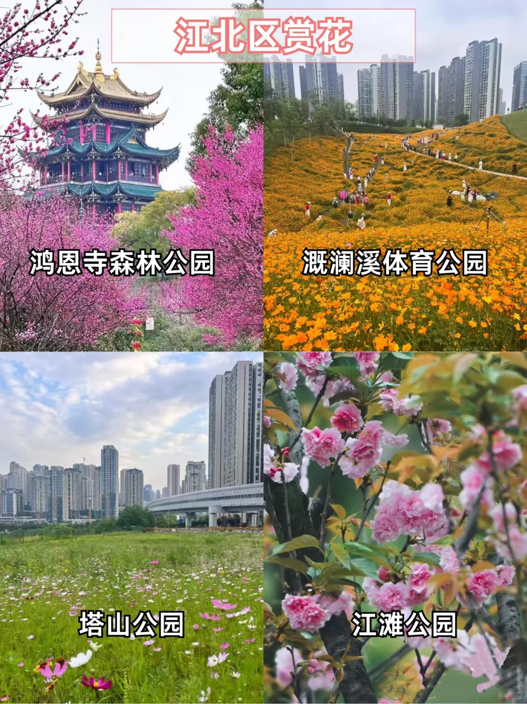 重庆主城赏花地?宝子们快打卡?