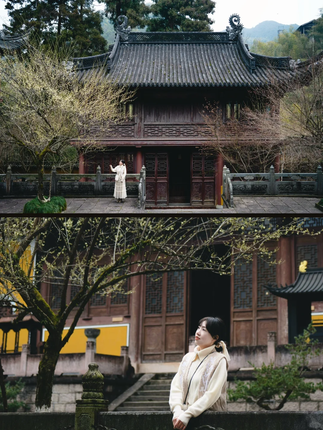 天台梅花不止国清寺 石梁古方广寺刚开始