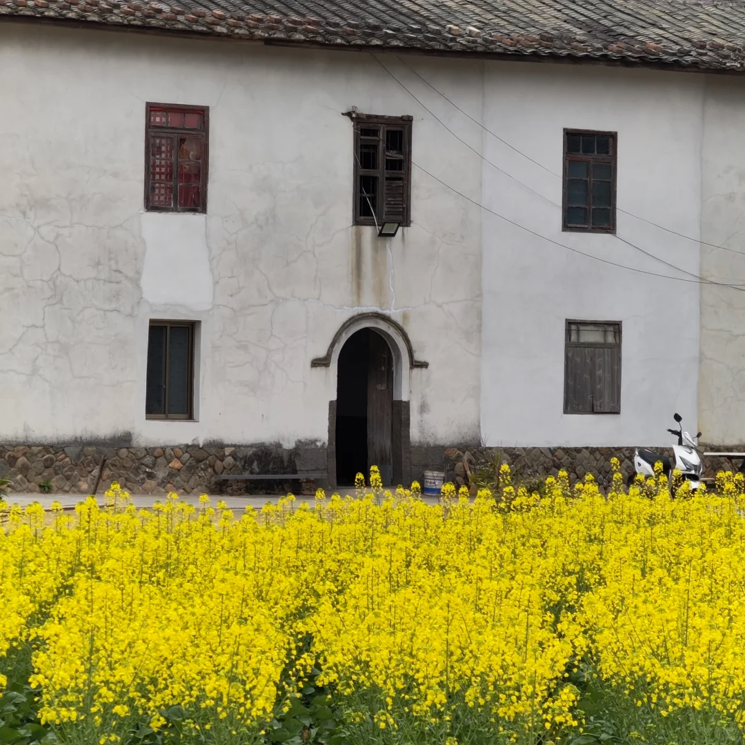 🌼春日限定｜微胖方圆脸油菜花拍照指南！