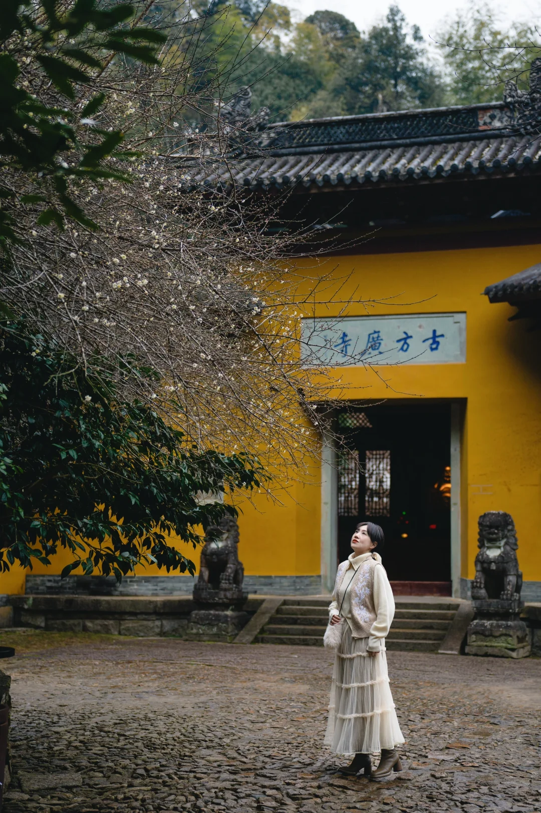 天台梅花不止国清寺 石梁古方广寺刚开始