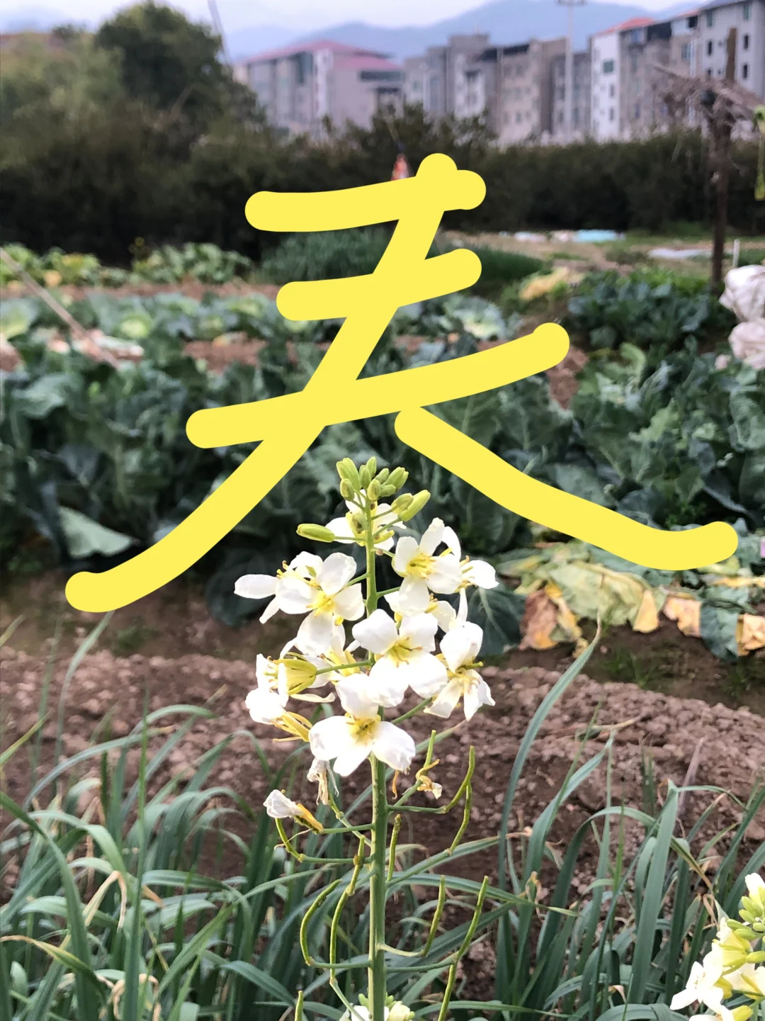 ?春日限定｜微胖方圆脸油菜花拍照指南！