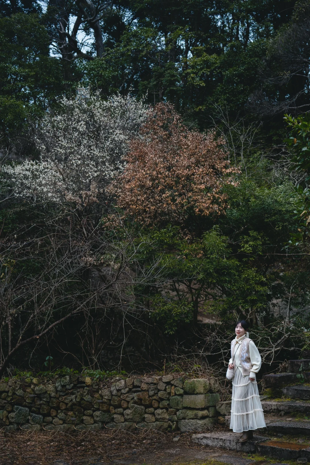 天台梅花不止国清寺 石梁古方广寺刚开始