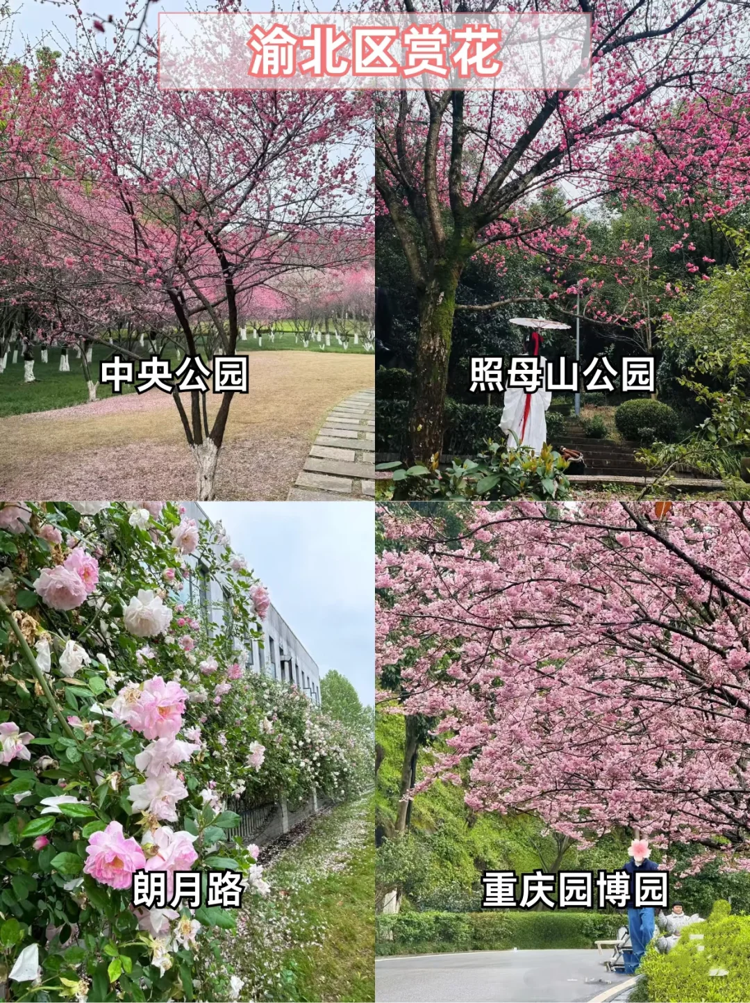 重庆主城赏花地?宝子们快打卡?