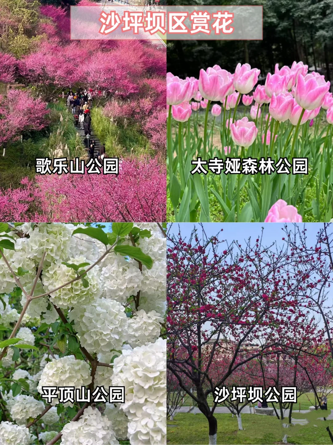 重庆主城赏花地🌸宝子们快打卡📷