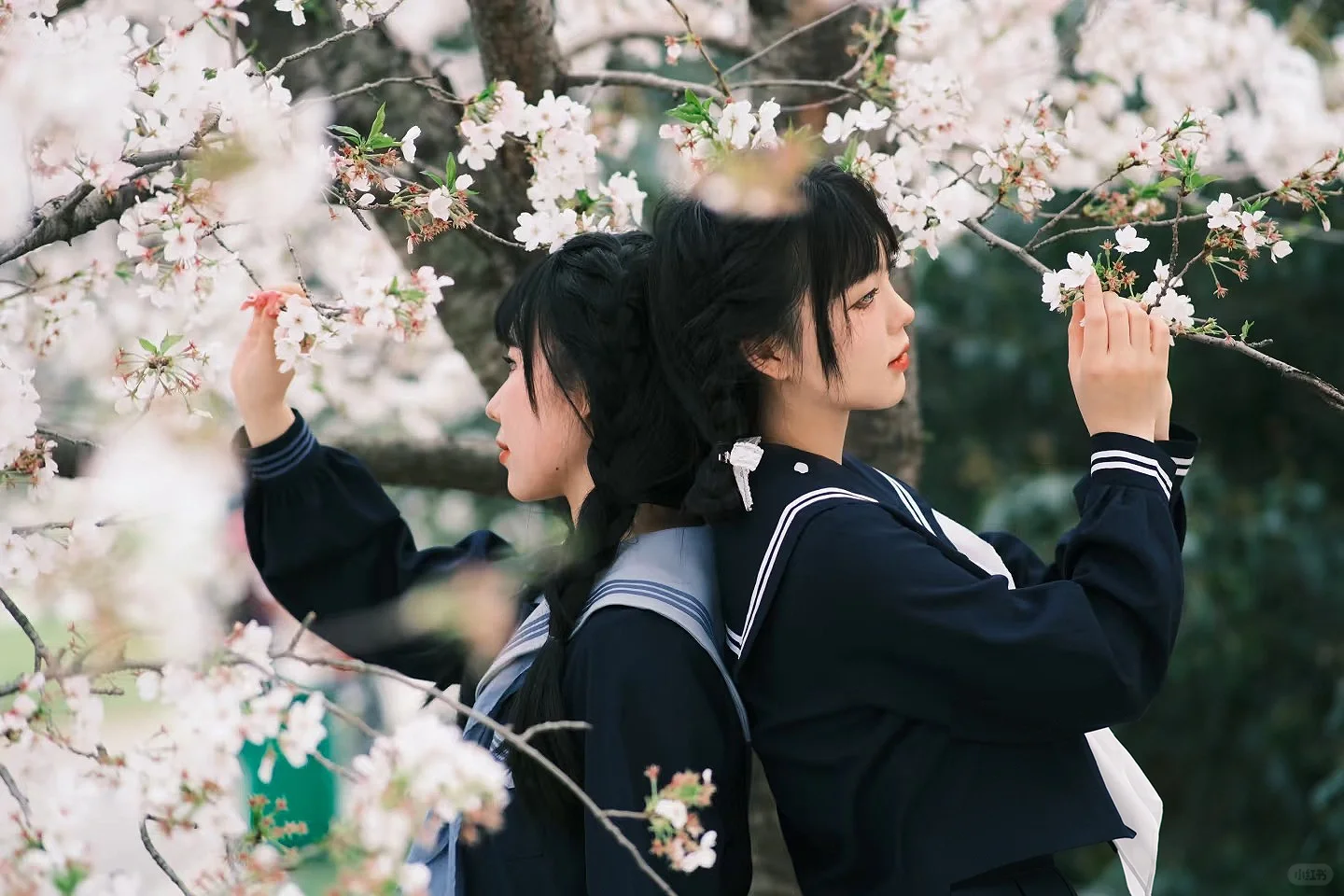 双人制服樱花写真｜白樱下的青春物语🤍