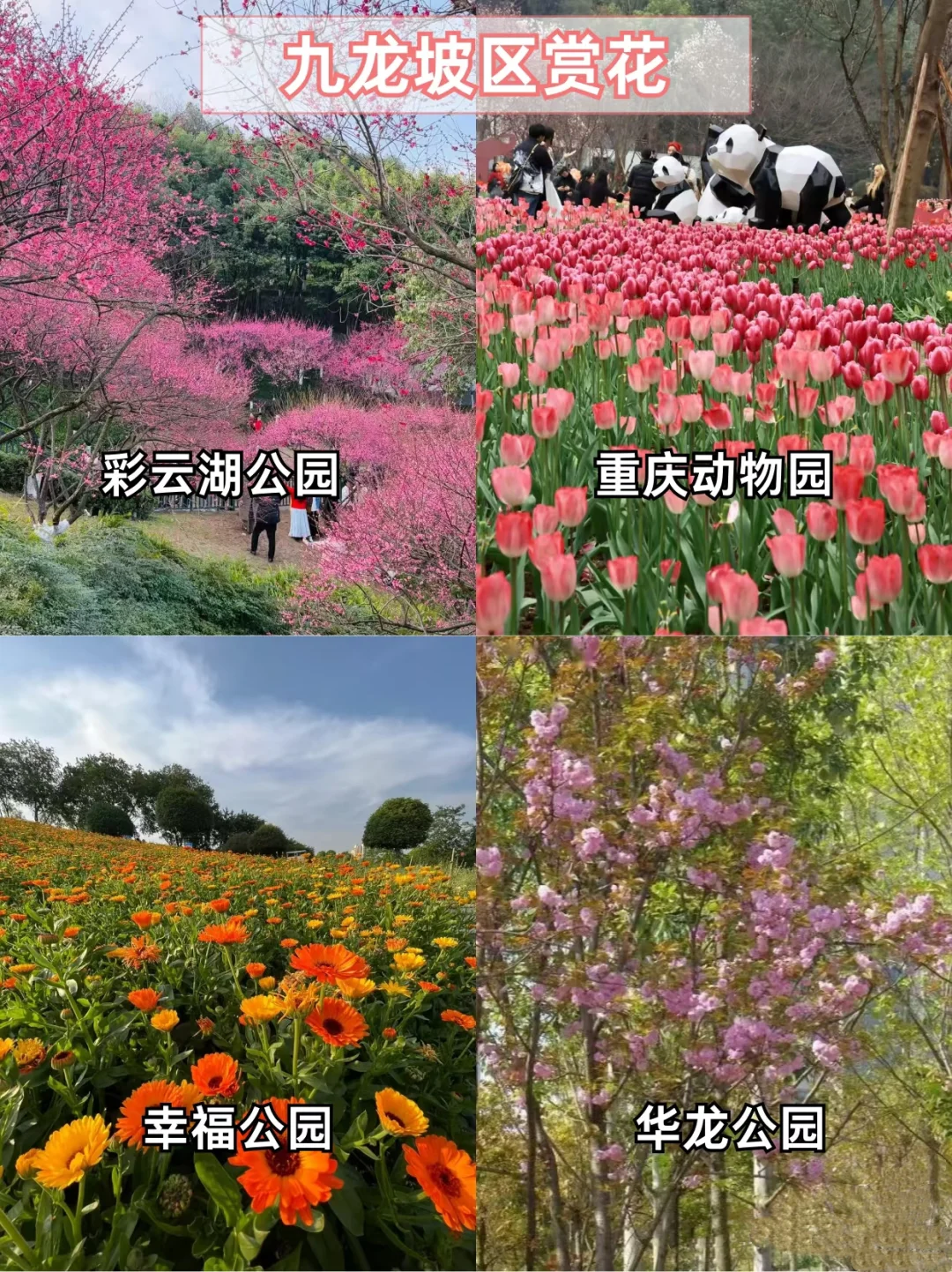 重庆主城赏花地?宝子们快打卡?