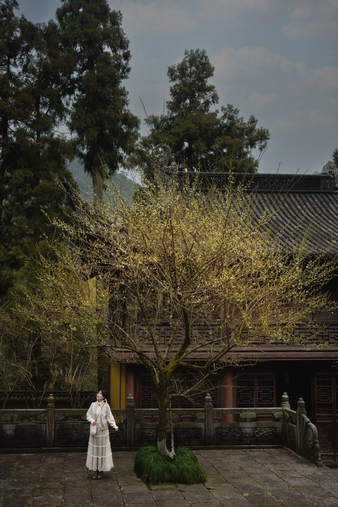 天台梅花不止国清寺 石梁古方广寺刚开始