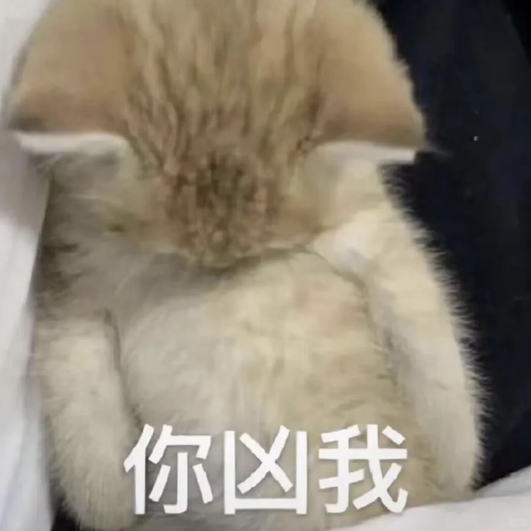 好不好嘛｜猫猫表情包