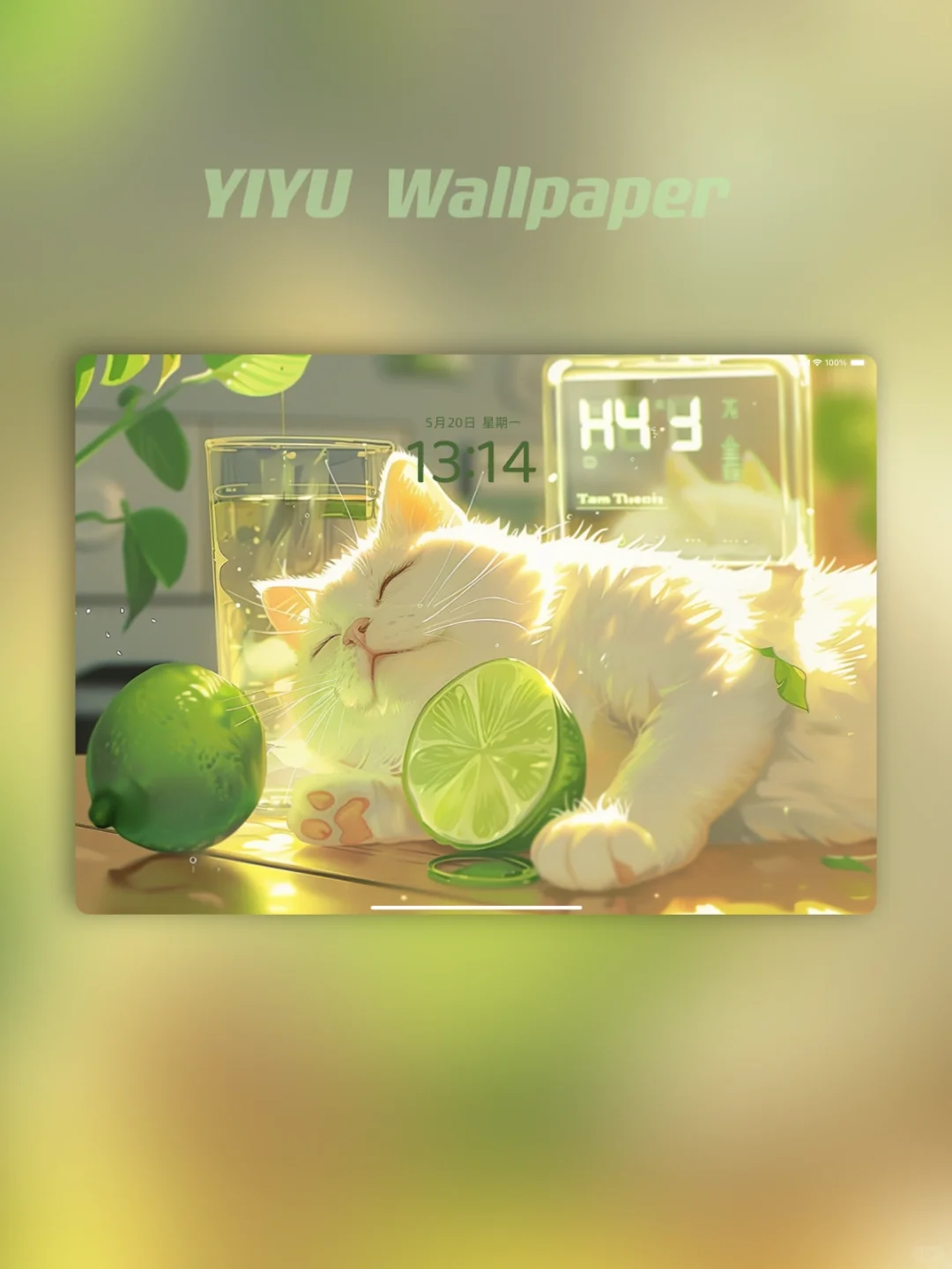 夏日慵懒小猫?｜iPad壁纸｜4k高清