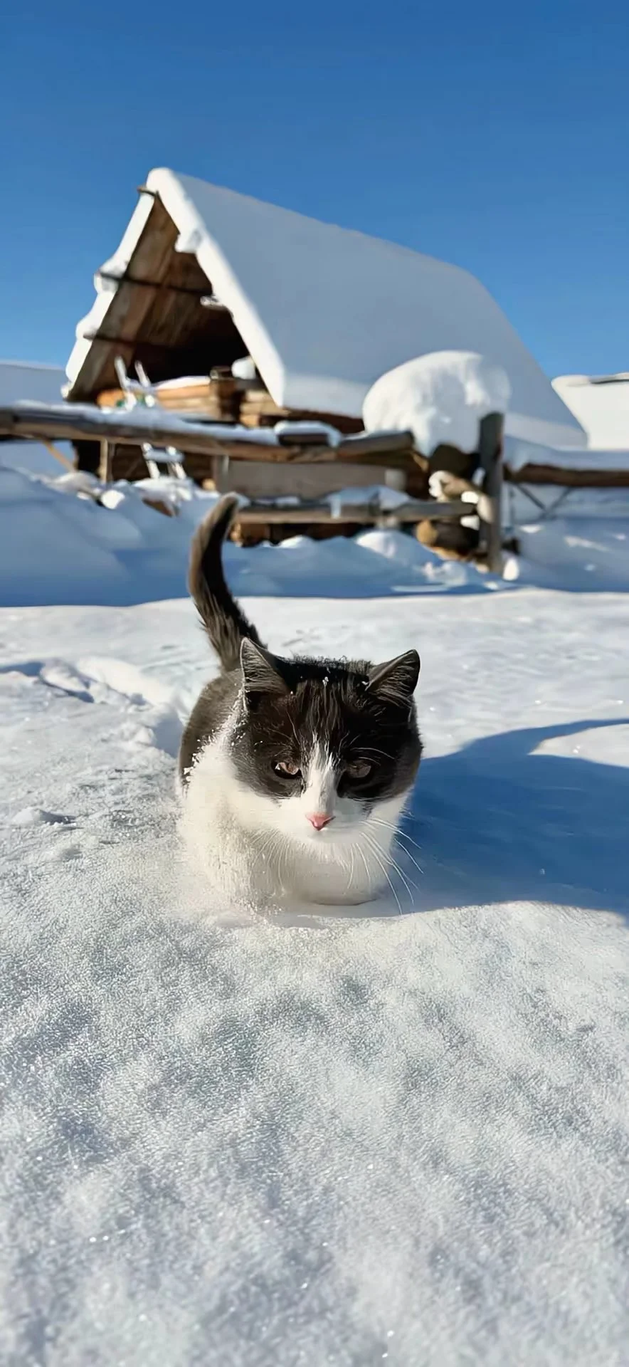 winter/冬日里的猫/猫咪氛围感壁纸