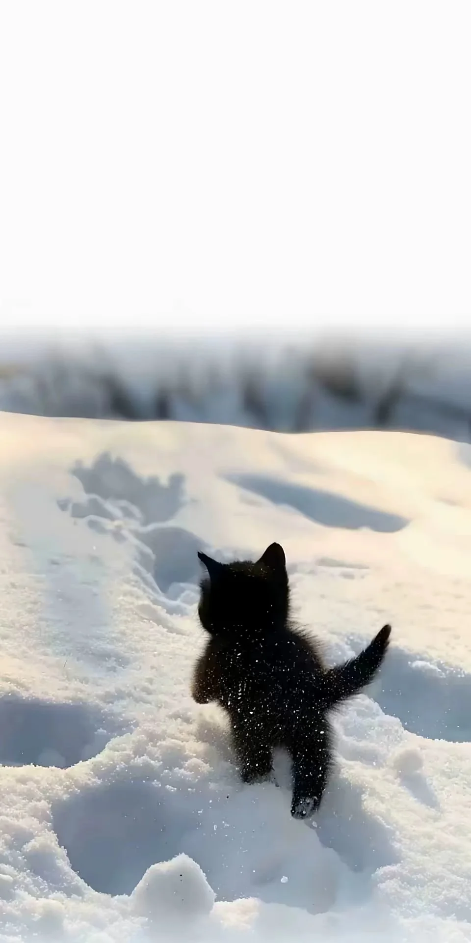 winter/冬日里的猫/猫咪氛围感壁纸