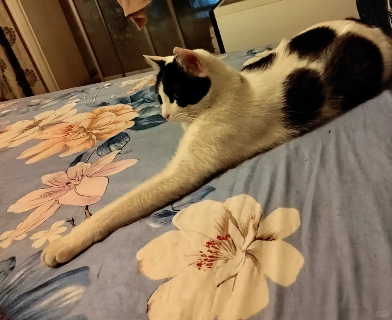 哥哥的腿好长长长长长