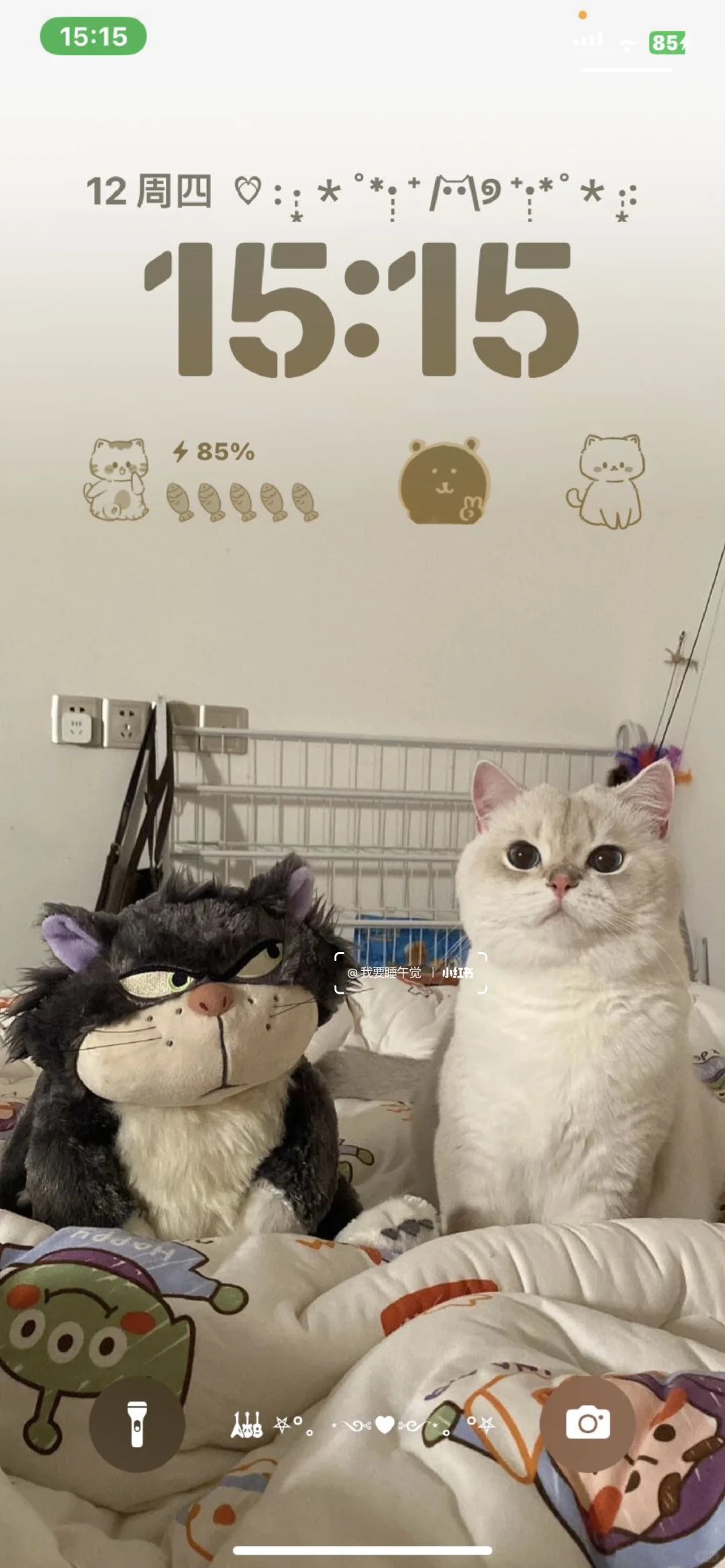 iPad壁纸｜小猫猫 可可爱爱 ฅ՞••՞ฅ