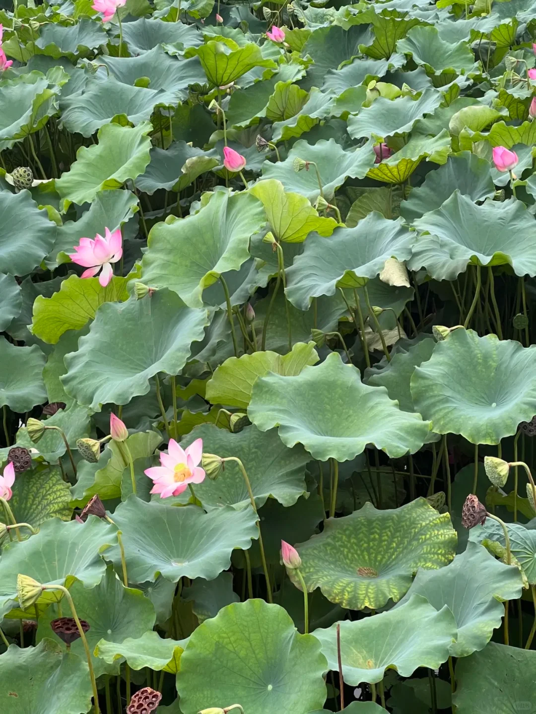 去年夏天，杭州西湖