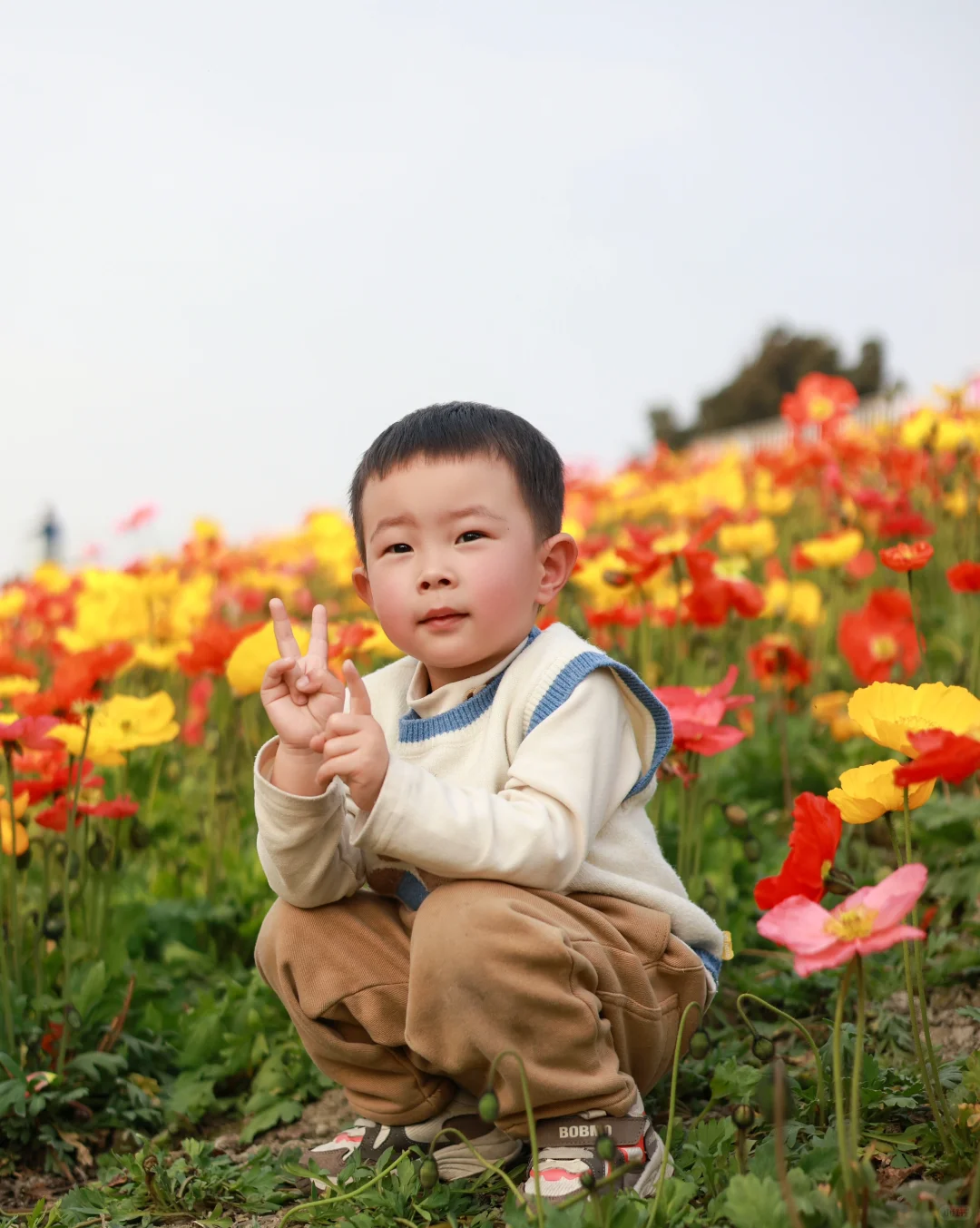 星河公园虞美人花海，快去打卡拍照吧