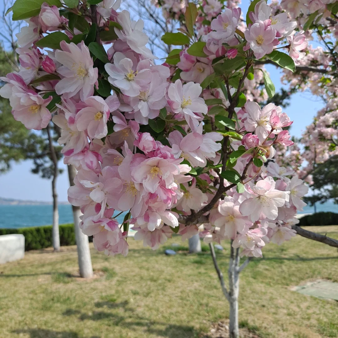 艺术体验—— 盛花期的西府海棠 🌸