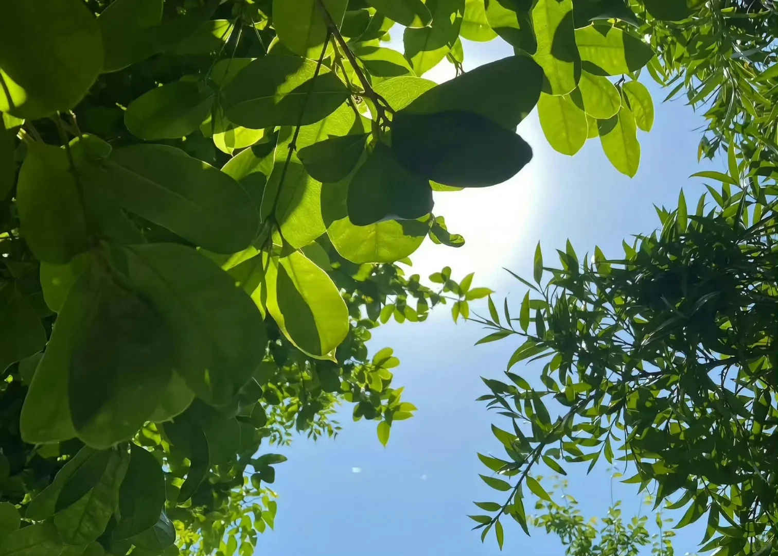 春天气息扑面而来iPad壁纸背景图