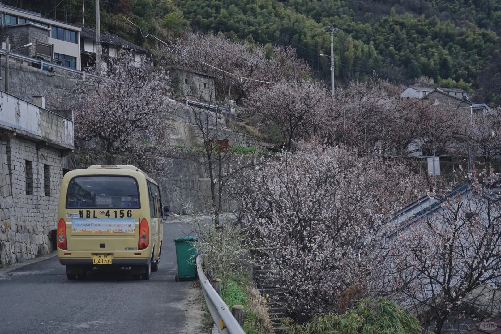 3.8上海出发｜江南小林芝，悬岩村樱花秘境‼️